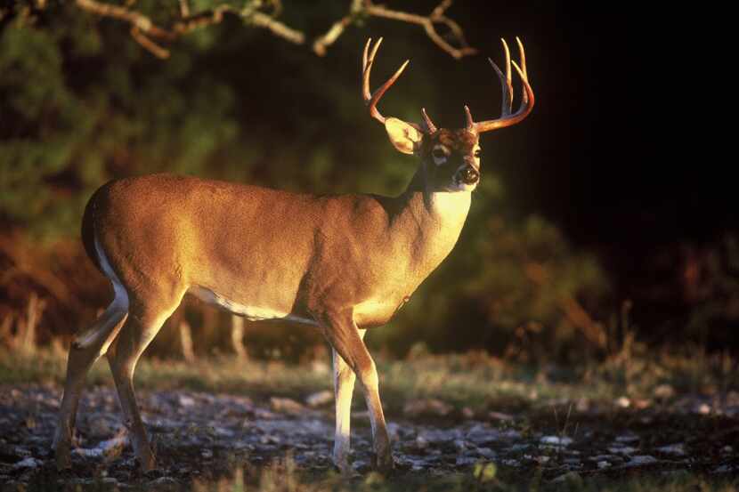 The best shot opportunity on a white-tailed deer is a broadside shot in the crease behind...