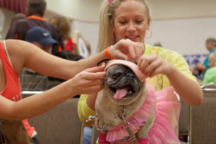 A pug dressed '80s-style showed off its costume at Pug-O-Ween in 2014.