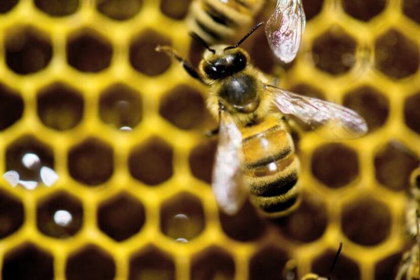 Honeybee pollination is a big business, adding more than $15 billion in value to...