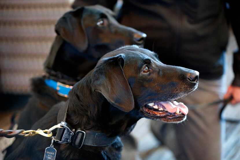 Fort Worth Fire Department's explosive detection K-9, Quigley (foreground), was retired...