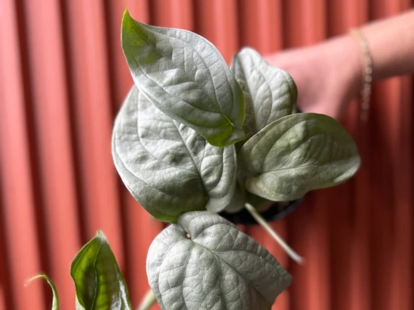 Plant against a red-orange wall