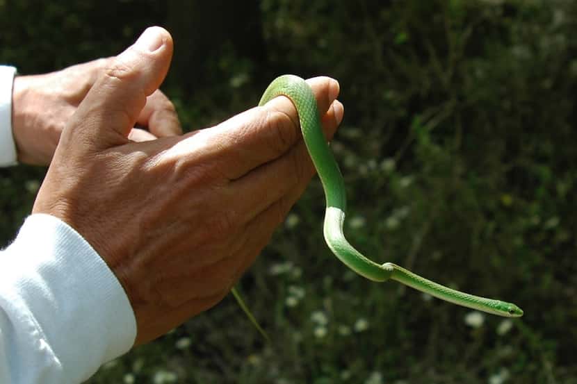 Rough green snakes are thin, smooth and green fading to yellow, with a white belly. They...