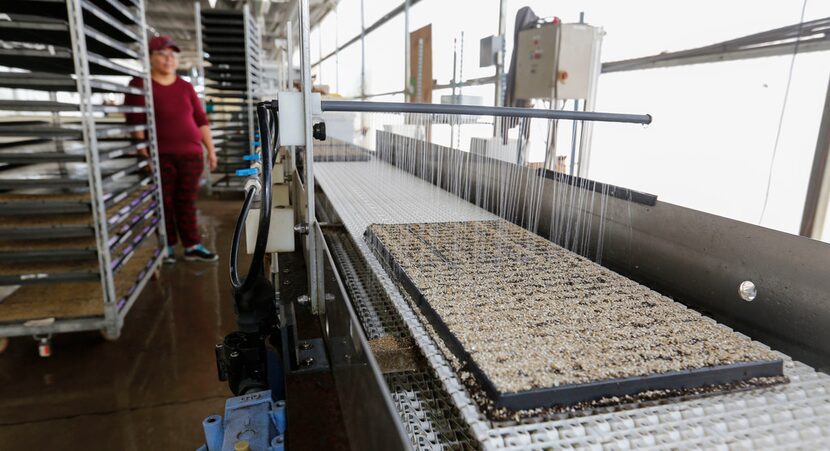 Juanita Ramirez waits for the top dress to be washed off a tray of newly planted seeds at...