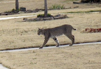 A bobcat casually moseys along a residential street in Frisco. 