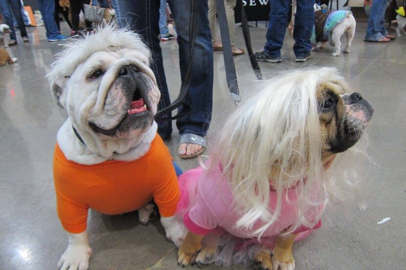 Lone Star Bulldog Club Rescue's Bull-O-Ween, Saturday at Premier Event Center in Lewisville,...