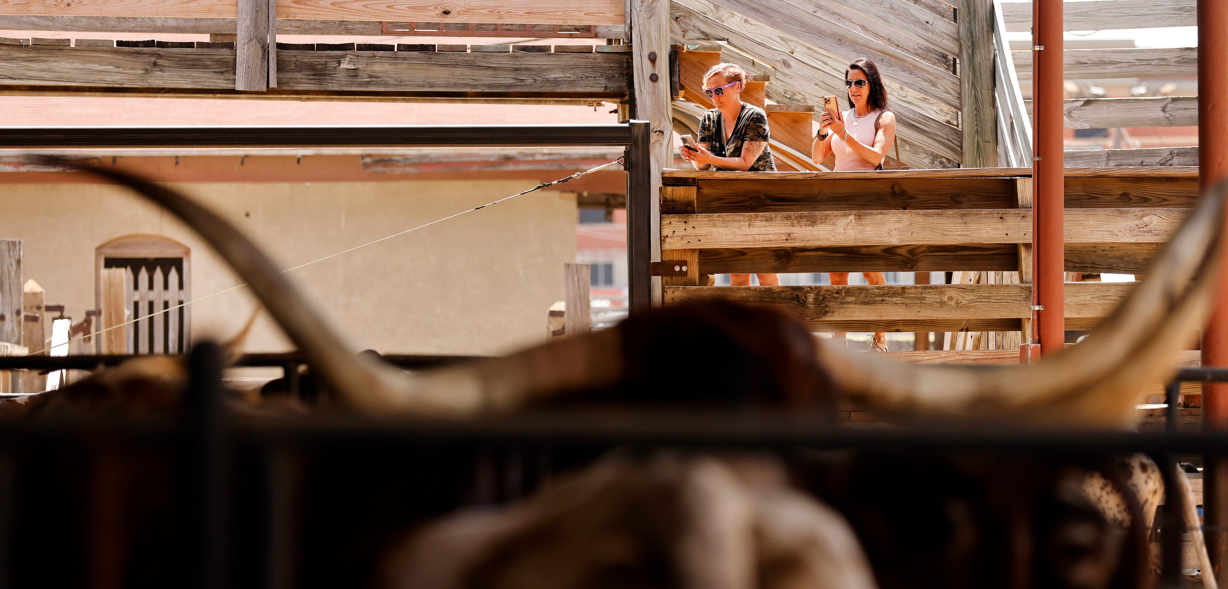 Visitors take photos of the Fort Worth Herd in their shaded pens behind the  Livestock...