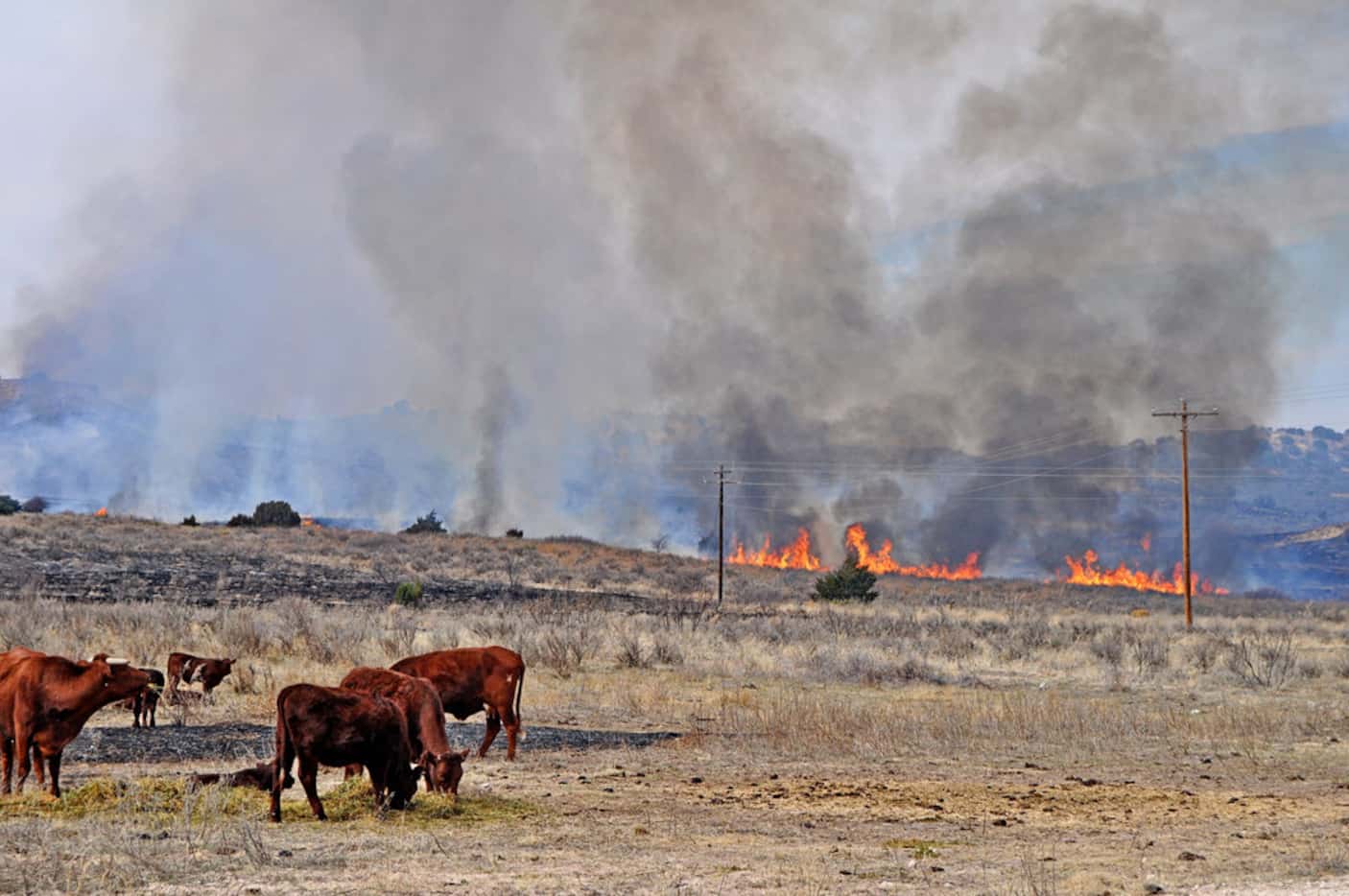 Cattle continue to graze as a wildfire burns through the area of Perryton, Texas in March...