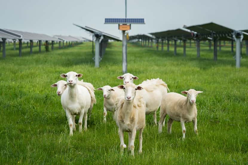 JR Howard’s sheep graze around a solar array owned by Adapture Renewables near Gainesville,...