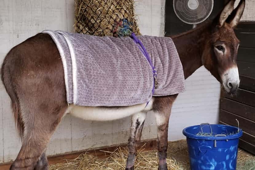 A donkey wrapped in a warm blanket donated to the Loving Long Ears Donkey Therapy &...