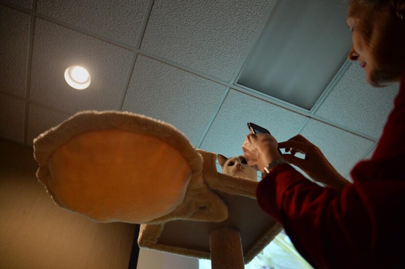 
Sigrun Reimmann takes a picture of a cat on a pedestal during Muffinmeow Cafe and Cat...