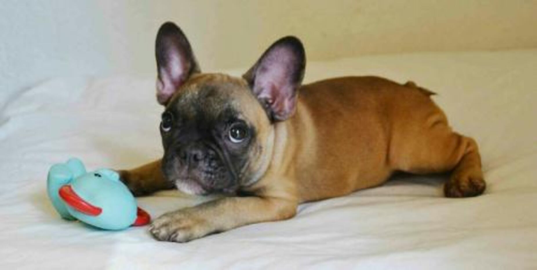 Athena Tijerina's French bulldog, Pablo, was last seen Saturday. (Facebook)