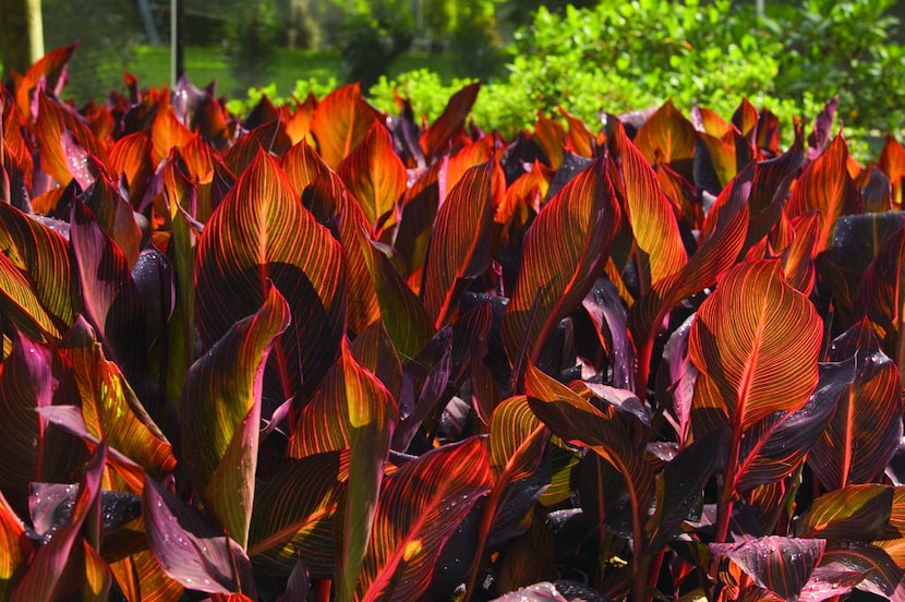 Tropicanna  canna plant bred by Tesselaar 