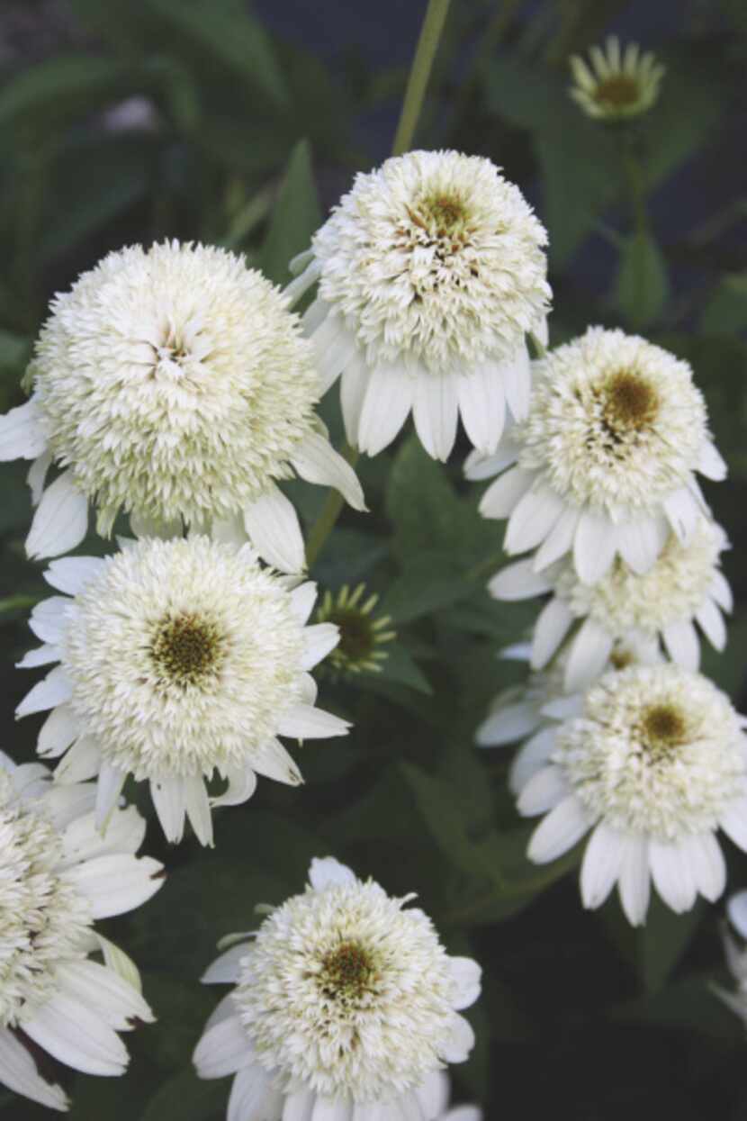 'Milkshake'  produces branched flower spikes of large, double, white flowers. It reblooms in...