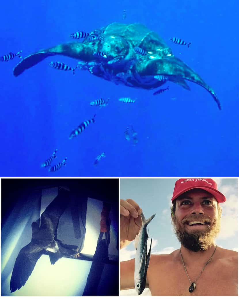 Some of the oceangoing wildlife the trio encountered included (clockwise from top) a...