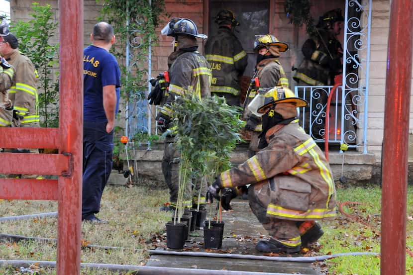  Dallas Fire-Rescue and Dallas Police Department collected marijuana plants from a burning...