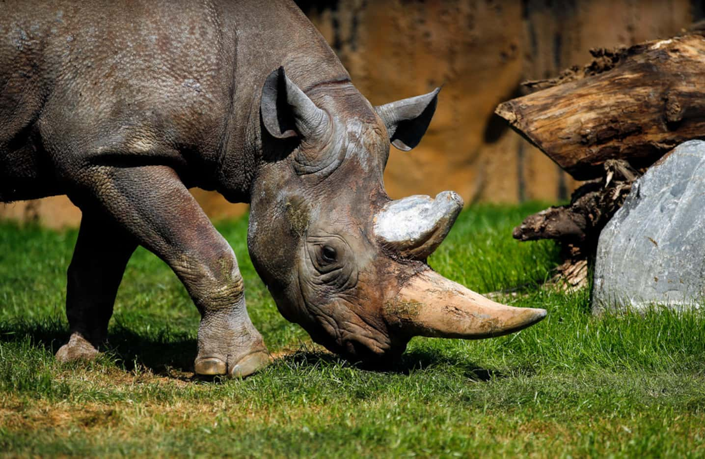 After two days in its new enclosure, a black rhino grazes in the new 10-acre African Savanna...