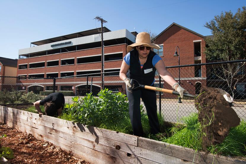 Deep Ellum community garden member Paula Dohanian uncovers a rotted crossmember in one of...