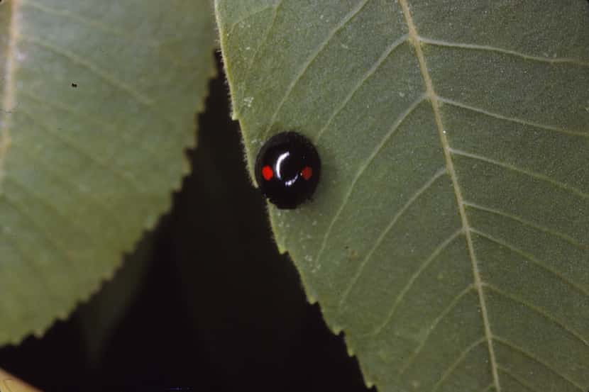 Chilocorus stigma, commonly known as twice-stabbed ladybug, is a native resident