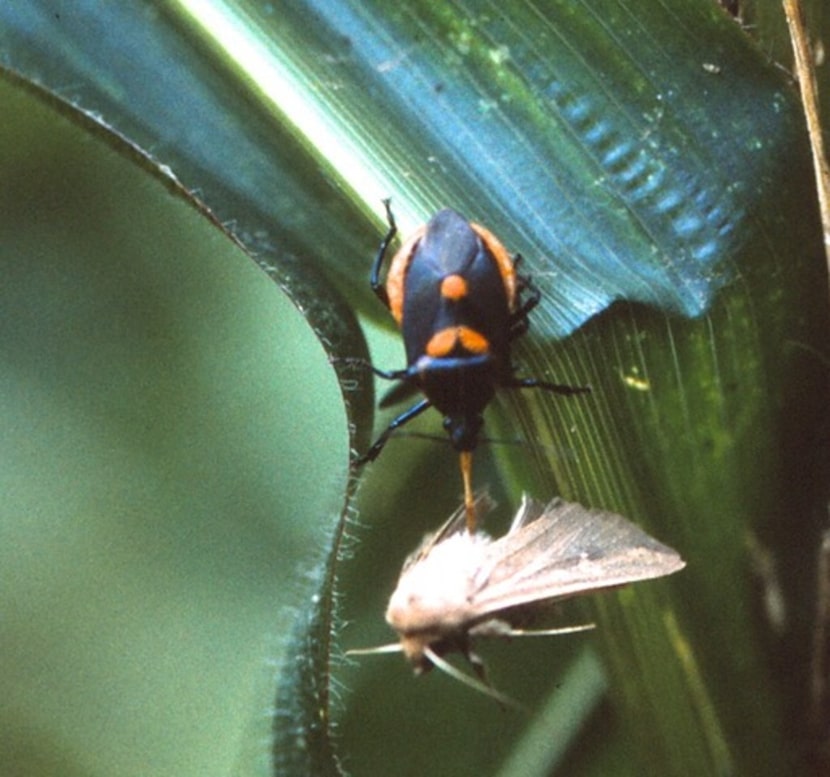 The two-spotted stinkbug is beneficial. 