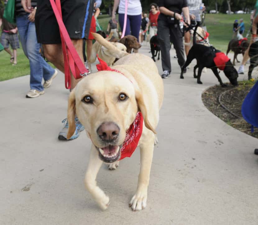Dallas' love for dogs was on full display in 2023's "Run for Retrievers" event at Reverchon...