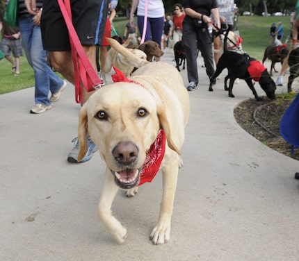 Un perro labrador en una carrera de 5K en el Reverchon Park.