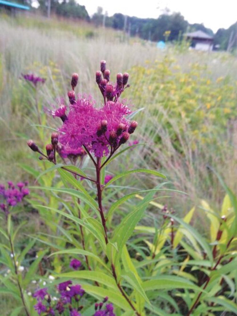 
Ironweed is a native US wildflower but because regions consider it a weed, it is rarely...