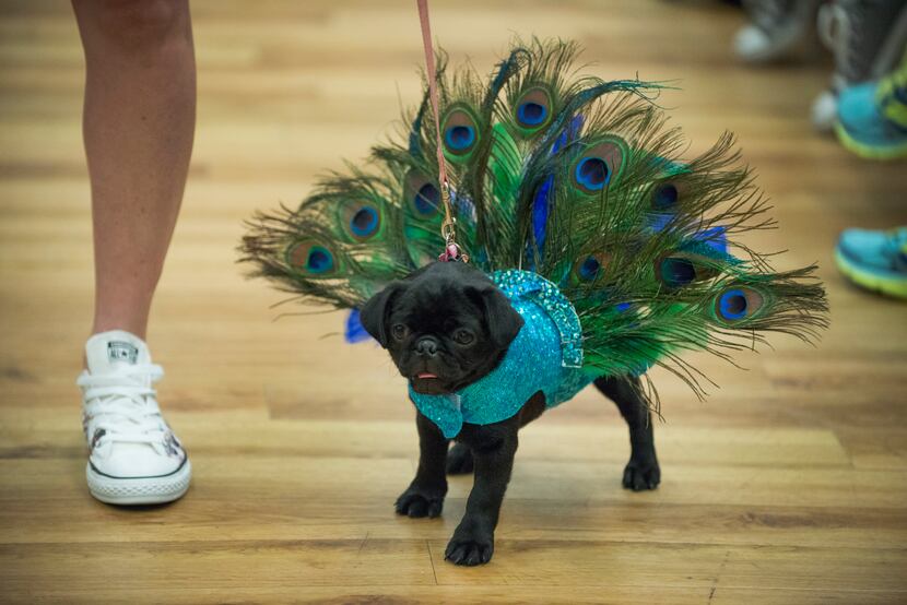 Piper walked the runway as a peacock at the 19th annual Pug-O-Ween at the Grapevine...