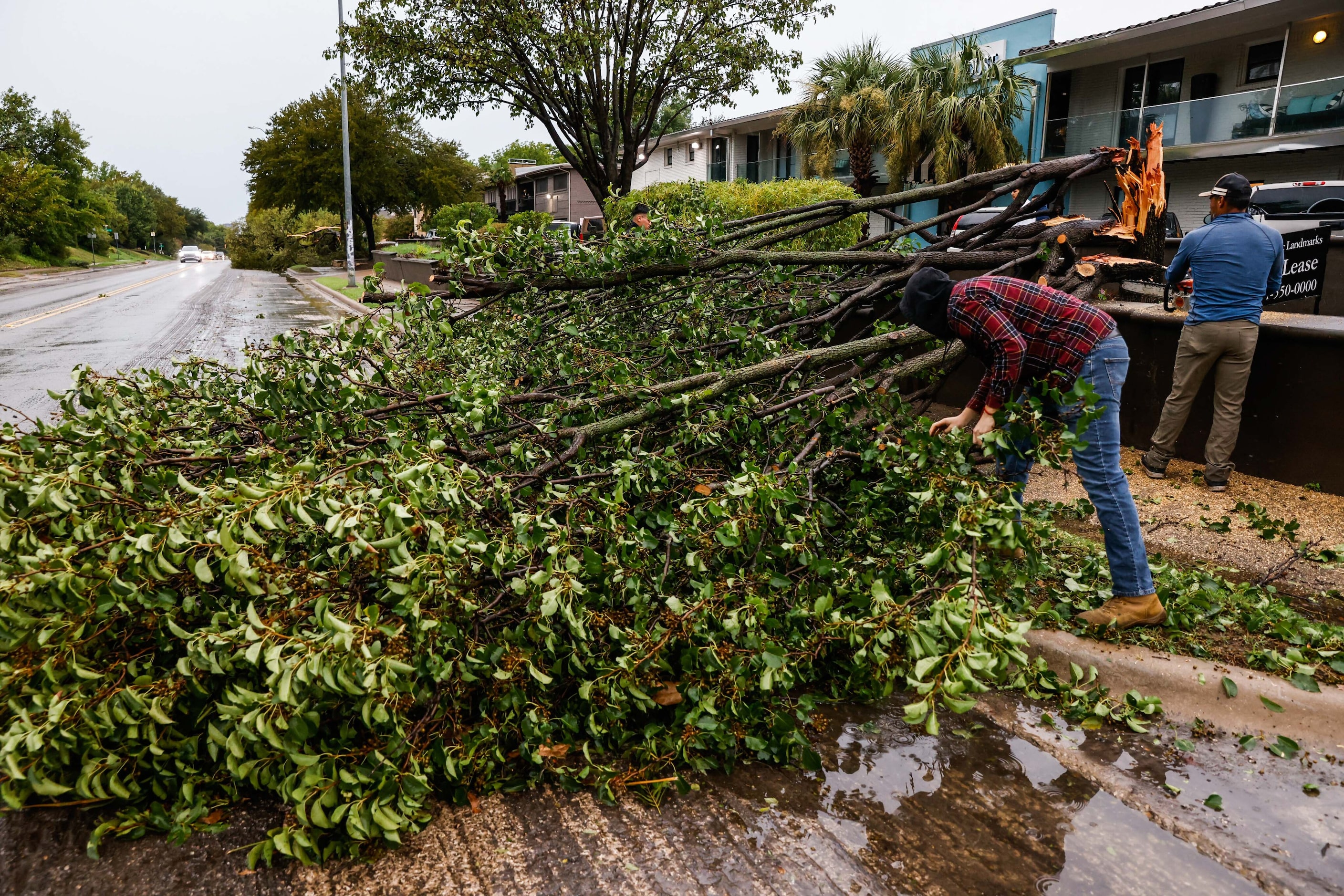 Workers remove a fallen tree in front of an apartment complex on Gaston Ave after a severe...