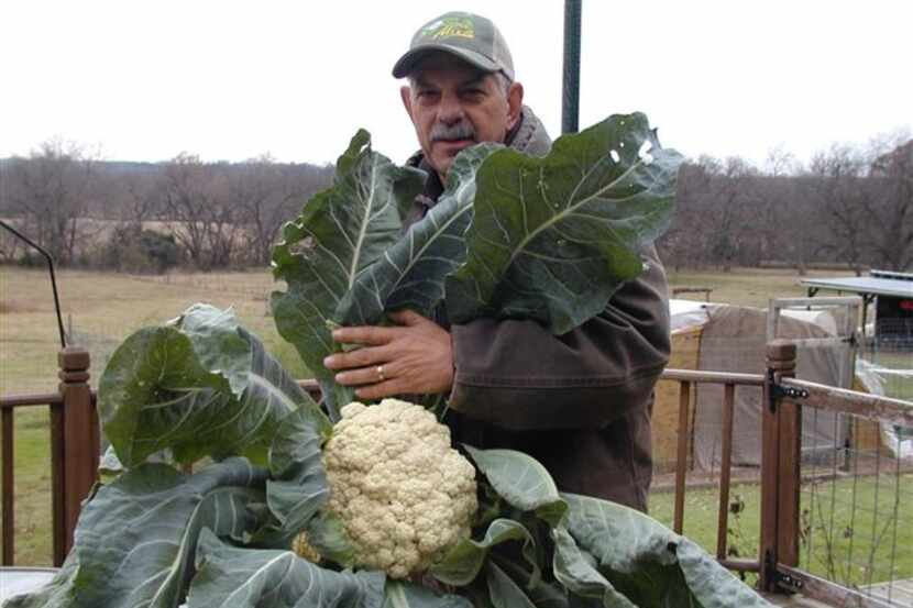 Farming the organic way can be just as productive, creating this large cauliflower.