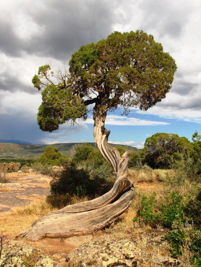 A twisted  tree trunk at Dragon Point reflects windy conditions and harsh winter weather  on...