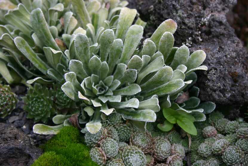 Succulents come in many shapes and colors.