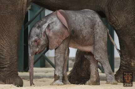  Mlilo and her new male elephant calf born at the Dallas Zoo on May 14. (Courtesy/Dallas Zoo)