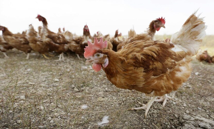 Cage-free chickens walk in a fenced pasture at an organic farm near Waukon, Iowa. (AP...