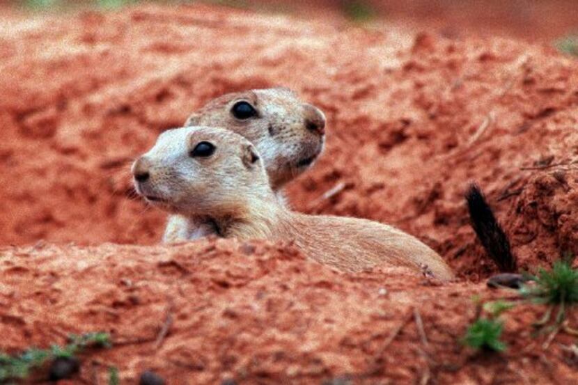 File photo of prairie dogs.