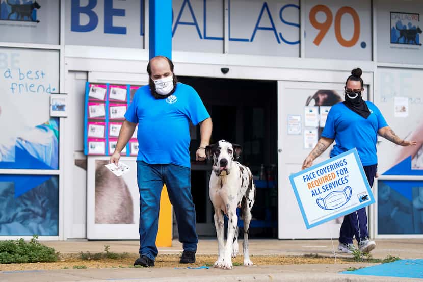Animal keeper John Silvestri leads one of Dallas Animal Services' many dogs to the parking...