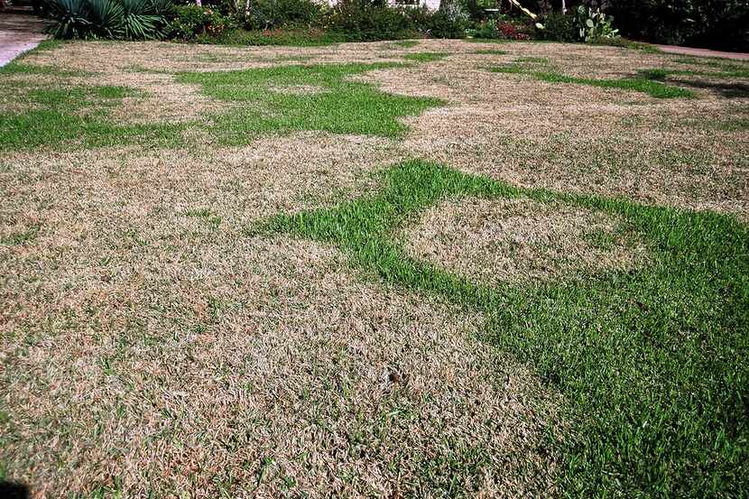 Brown patches in your lawn, like these in St. Augustine grass, are a sign of a fungal or...