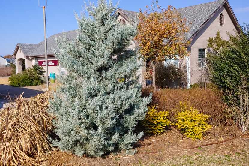 Arizona Cypress makes a good living Christmas tree in Texas.