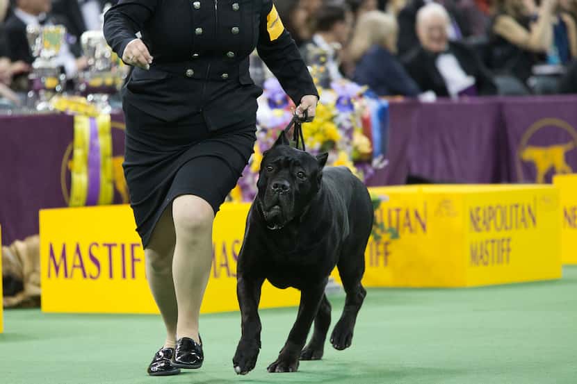  A cane corso competes at the 140th Westminster Kennel Club dog show, Tuesday, Feb. 16,...