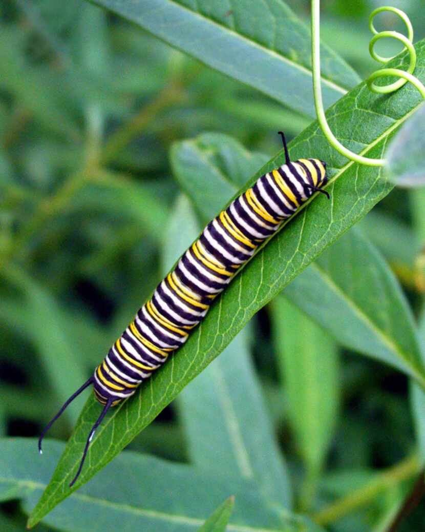 A monarch caterpillar munches on Mexican milkweed.
