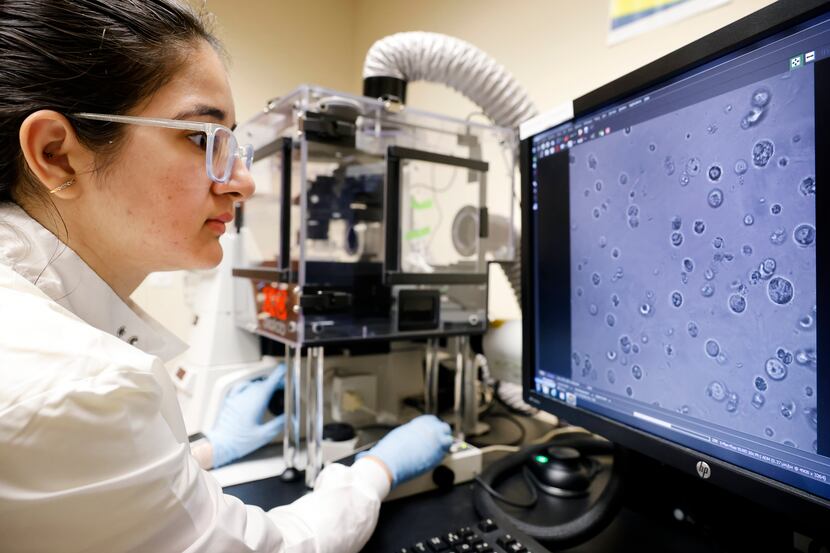 Doctoral student Roopal Dhar studies the effect of inflammation on breast cancer cells...