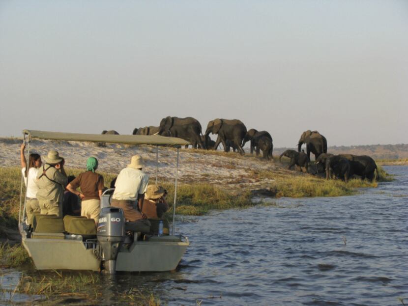Getting up close and personal to elephants on a shore excursion from the MS Zambezi Queen....