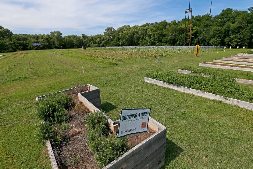 The We Over Me farm is converted from the football field at Paul Quinn College in Dallas.