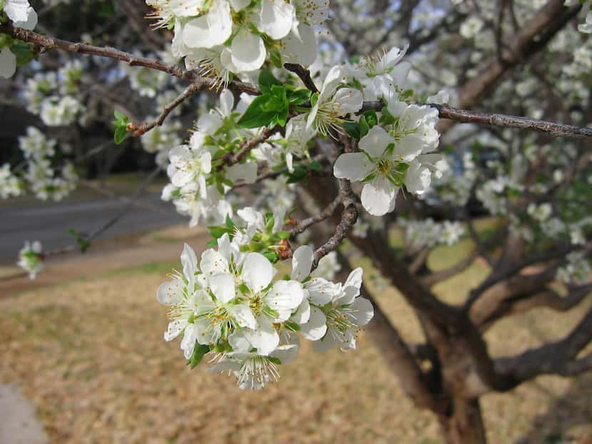 Plums are easy  to grow in North Texas; wild species still bloom where land has not been...
