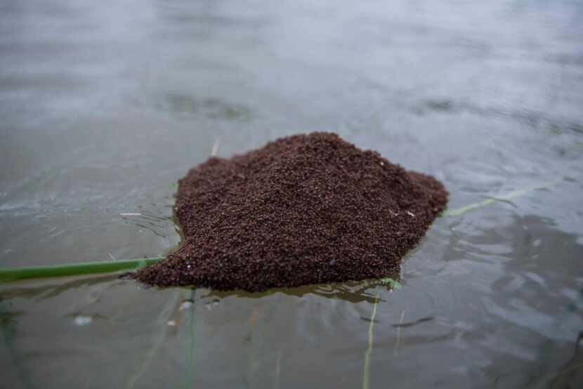 A ball of fire ants is seen floating through a neighborhood after the area became flooded in...