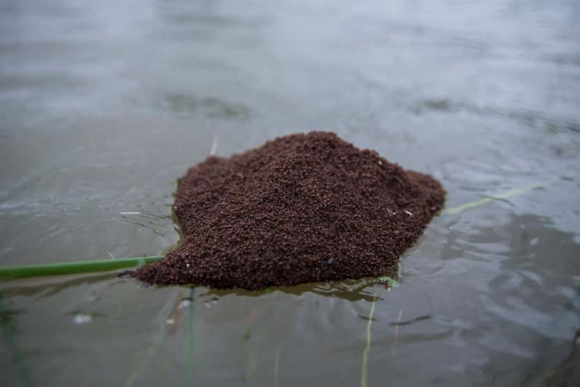 A ball of fire ants is seen floating through a neighborhood after the area became flooded in...