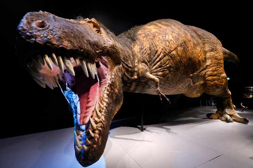 Una réplica de un T-Rex se exhibe en el Museo Perot de Dallas, donde hay una exposición de...