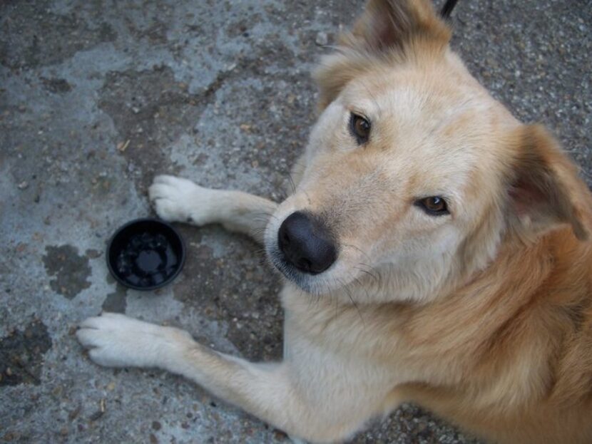 Our famous Dog About Town is very much a rescue boy -- from Burger King to Dallas Animal...