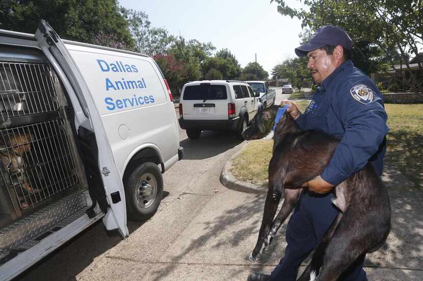 
Dallas Animal Services animal control officer Esteban Rodriguez loaded a dog left loose in...