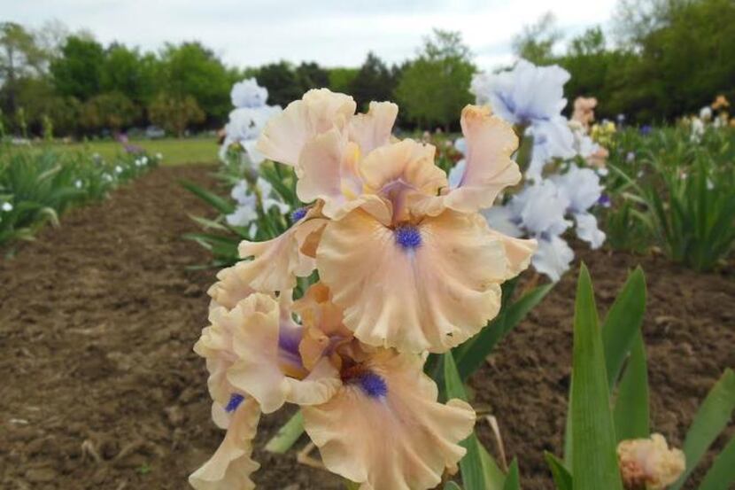 
Irises for sale Saturday will include ‘Bahama Blues,’ with peachy-pink petals and a blue...