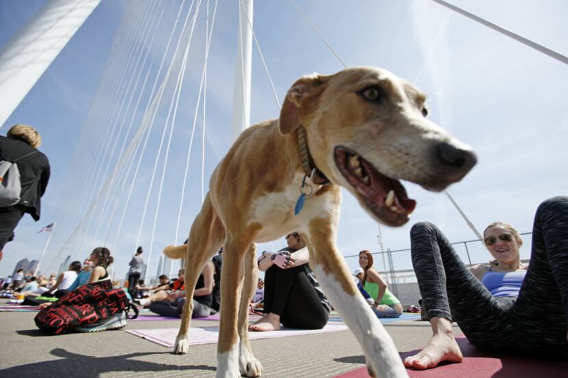 A dog named Maggie strolled between yoga enthusiasts during the All Out Trinity Festival.